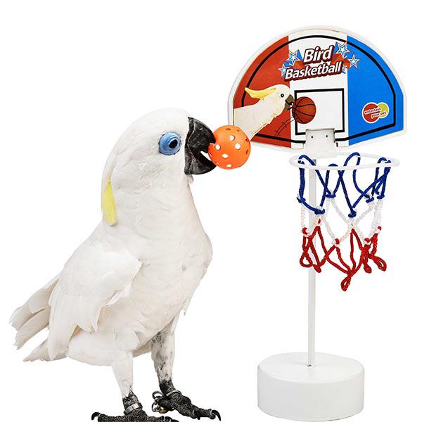 Parrot Basketball Set